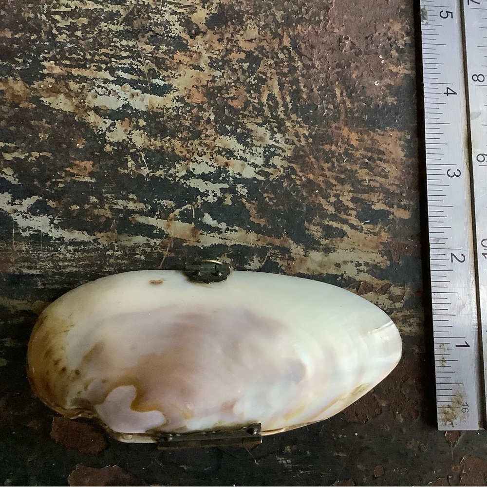 Antique Victorian Oyster Shell Purse - Picture 6 of 6